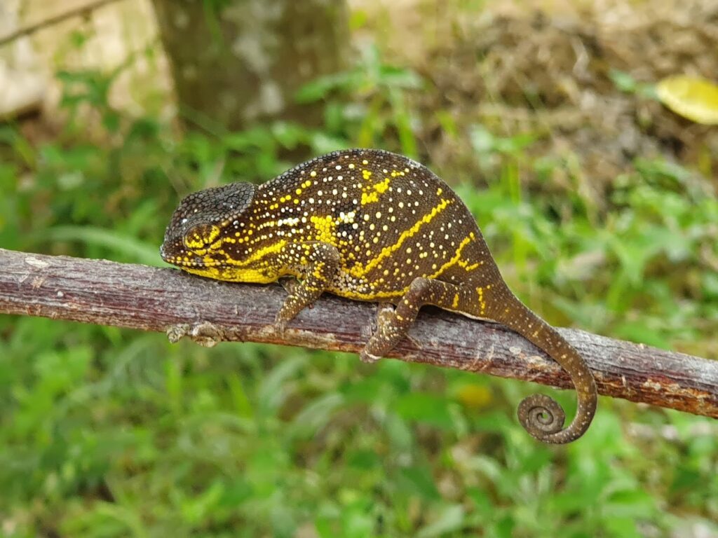 gaeltoursmadagascar_circuits_escapade_est_madagascar-1