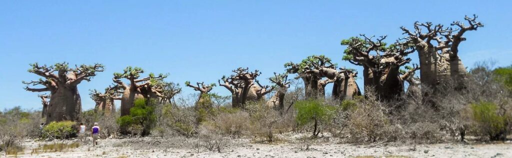 gaeltoursmadagascar-Circuit-Cote-des-baobabs