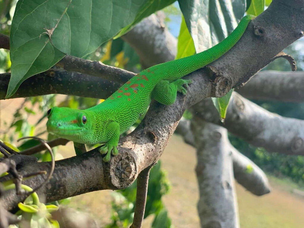 gaeltoursmadagascar-image-excursions-tours-guide-152